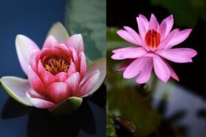 Lotus Vs Water Lily: 5 Key Differences - Mich Wildflowers