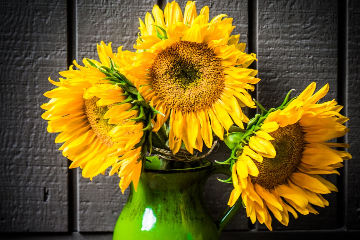 Sunflowers – Are They Weeds?