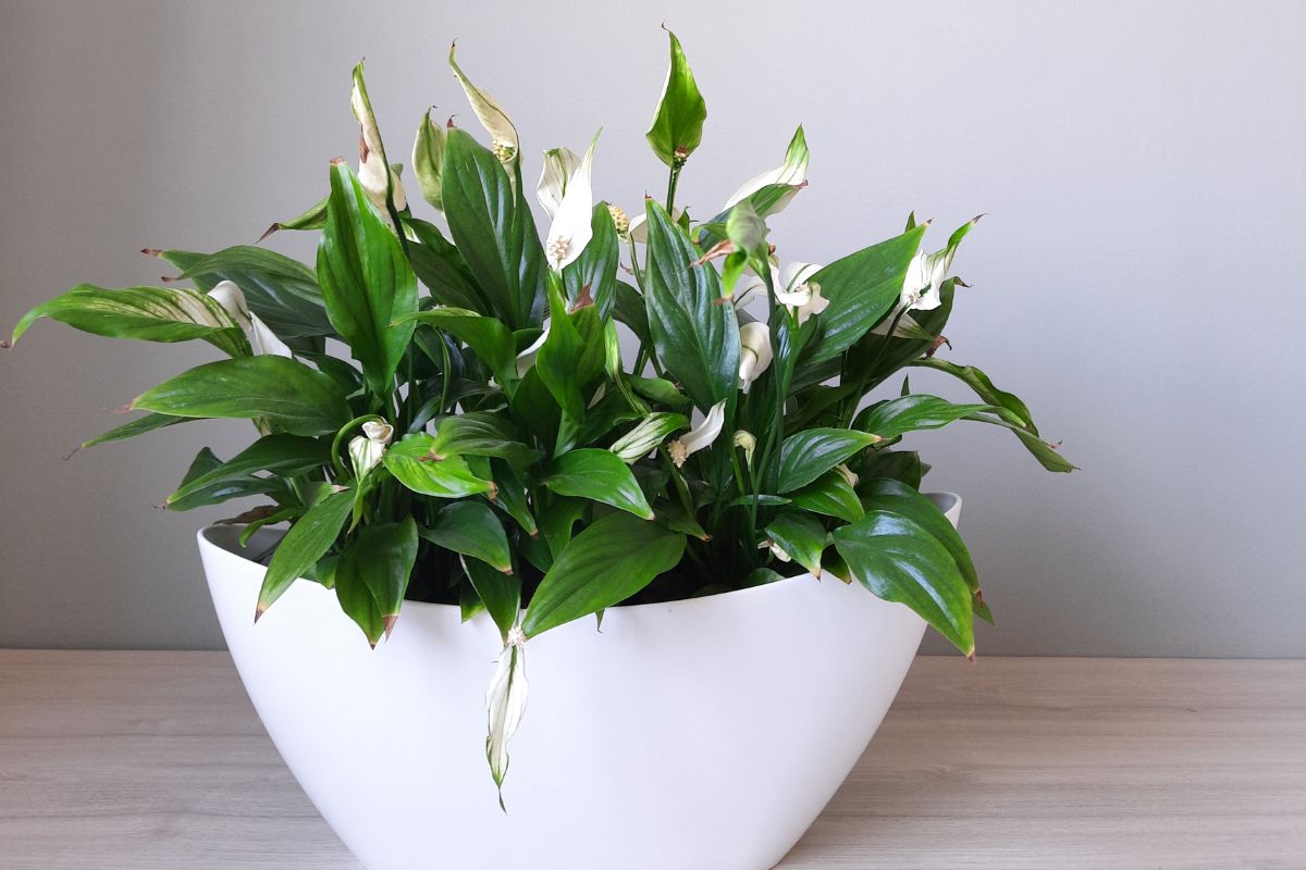 Things You Need To Repot A Peace Lily