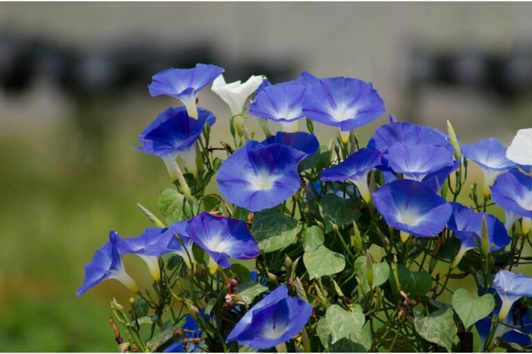 When Do Morning Glories Bloom All You Need To Know Mich Wildflowers
