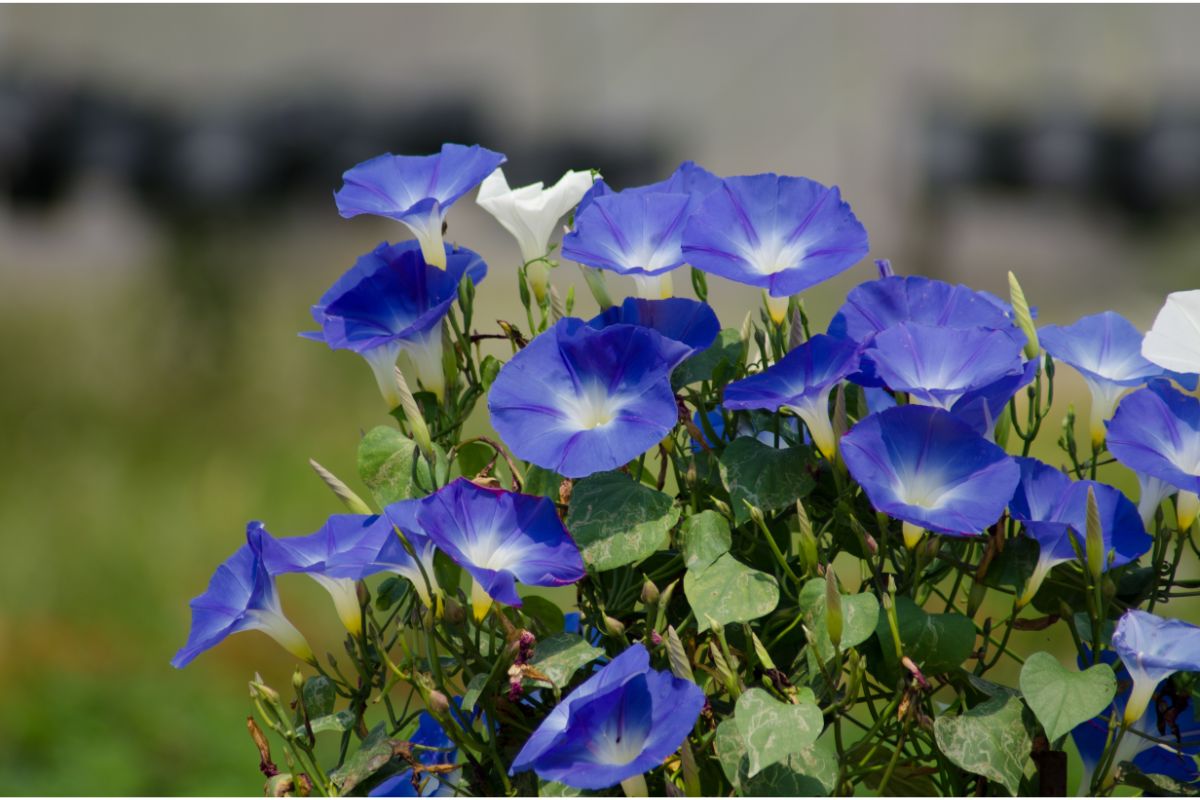 When Do Morning Glories Bloom? (All you Need to Know)