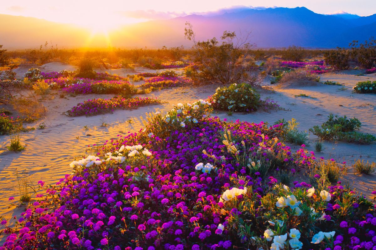 10 Amazing Flowers That Grow In The Desert You Need In Your Life Right Now