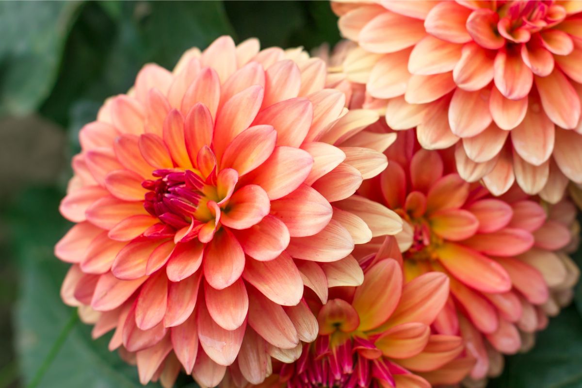 10 Beautiful Types Of Dahlia Flowers You May Not Have Seen