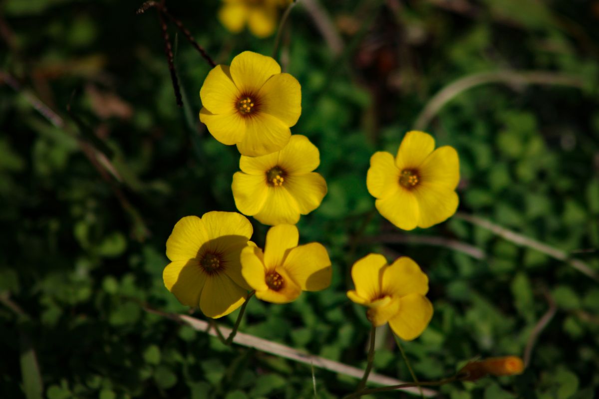 10 Best Yellow Wildflowers In Ohio To Spot On Your Next Adventure