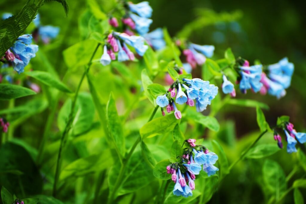 Fascinating Flowers That Start With V Pictures
