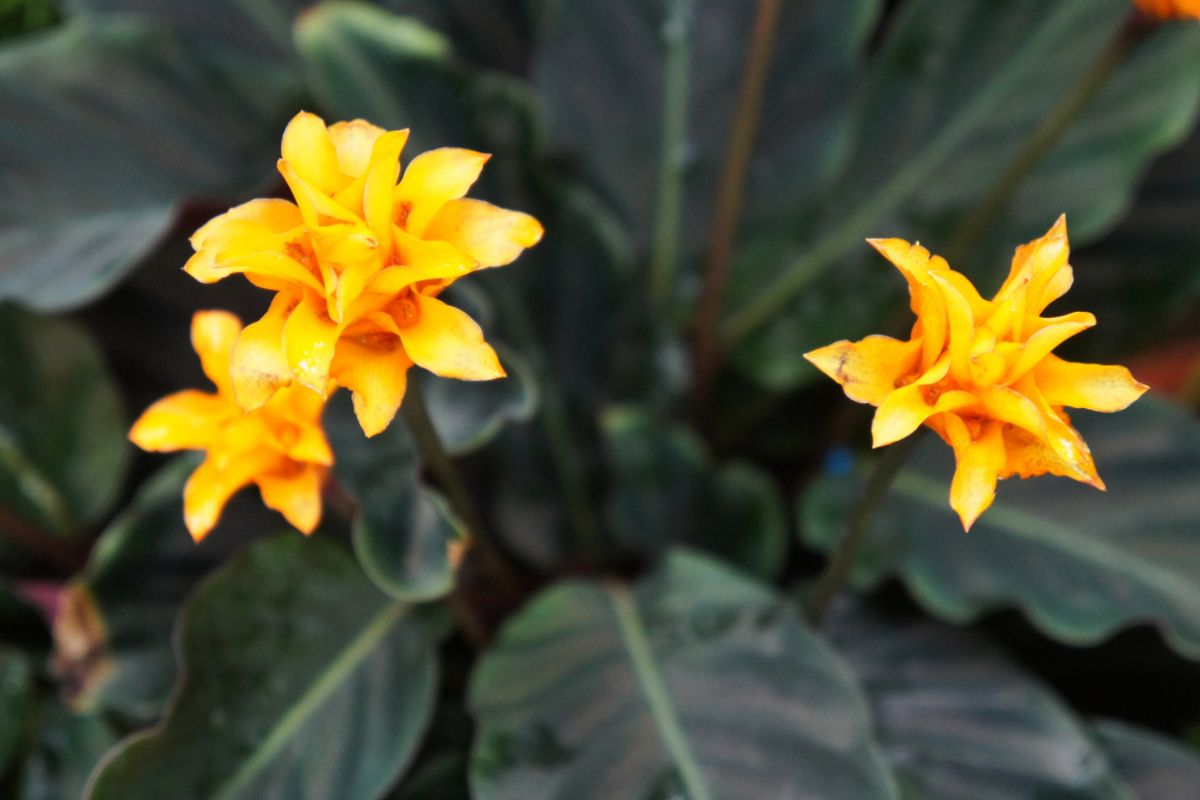 11 Amazing Flowers That Grow In The Dark You Need In Your Life Right Now