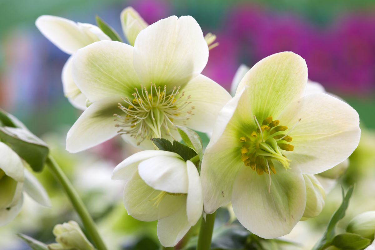 11 Beautiful Types Of White Flowers You May Not Have Seen
