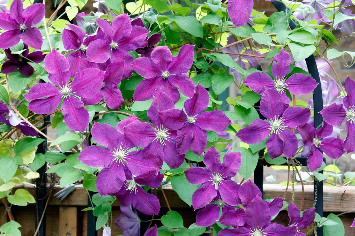 11 Best Clematis For Shade