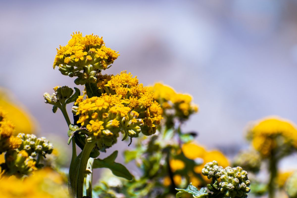 12 Best Orange County Wildflowers To Spot On Your Next Adventure