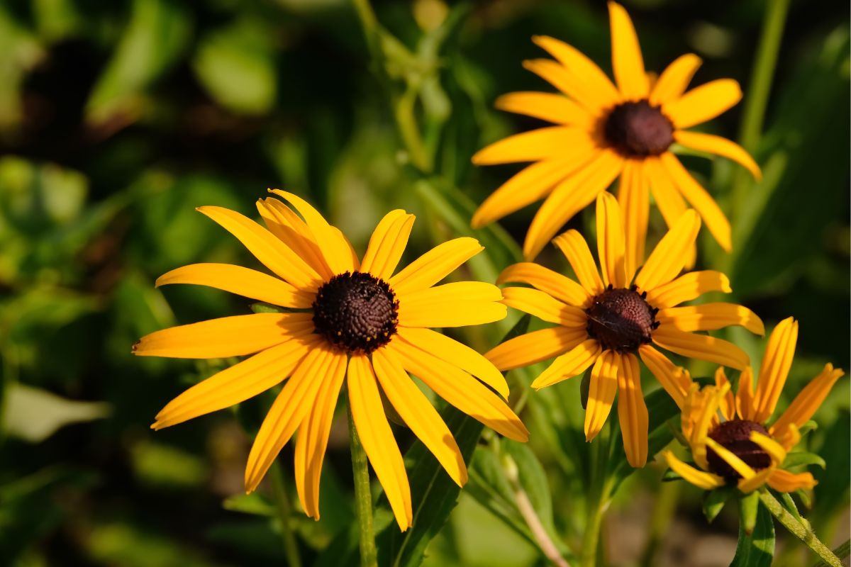 12 Yellow Perennials To Spruce Up Your Garden