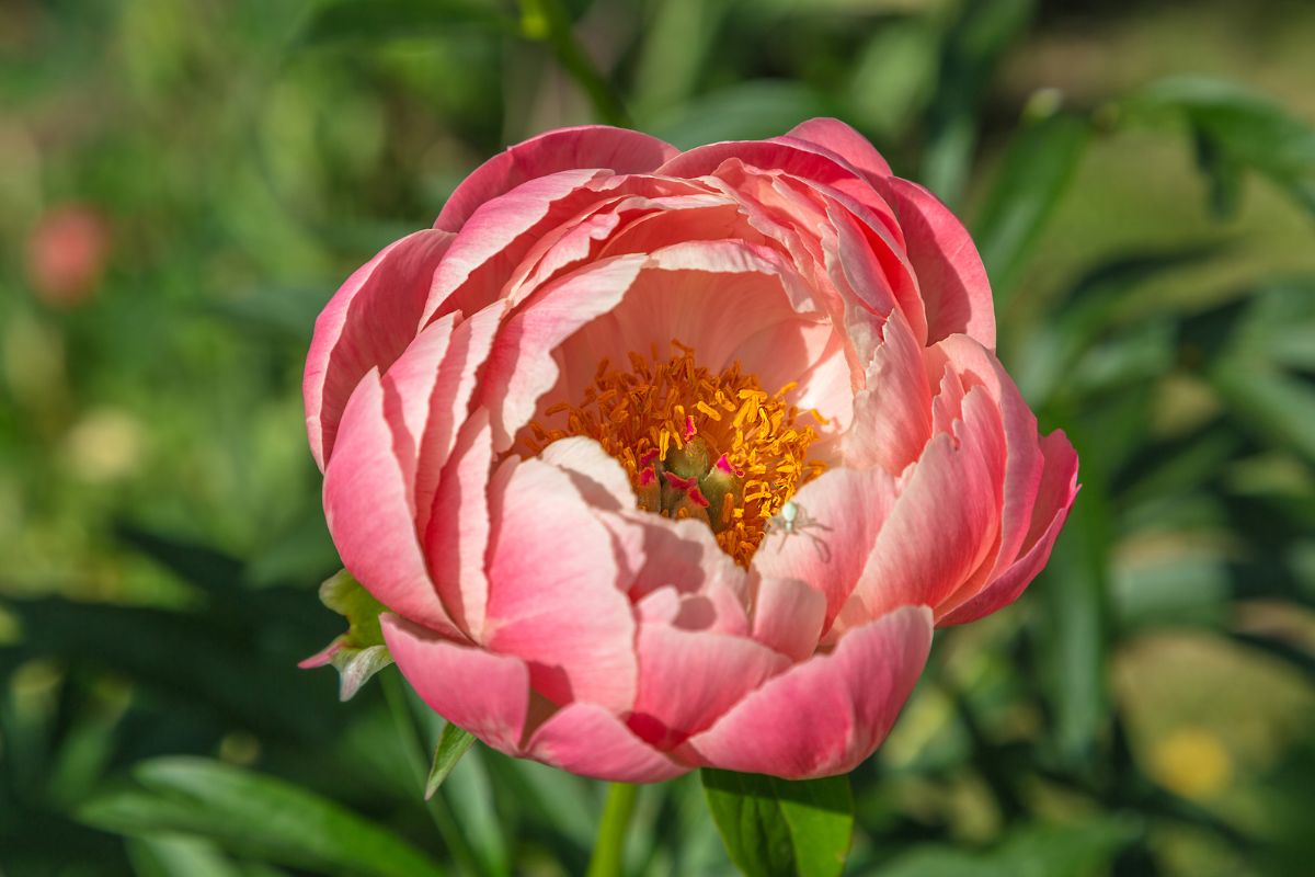 13 Beautiful Types Of Peony Flowers You May Not Have Seen
