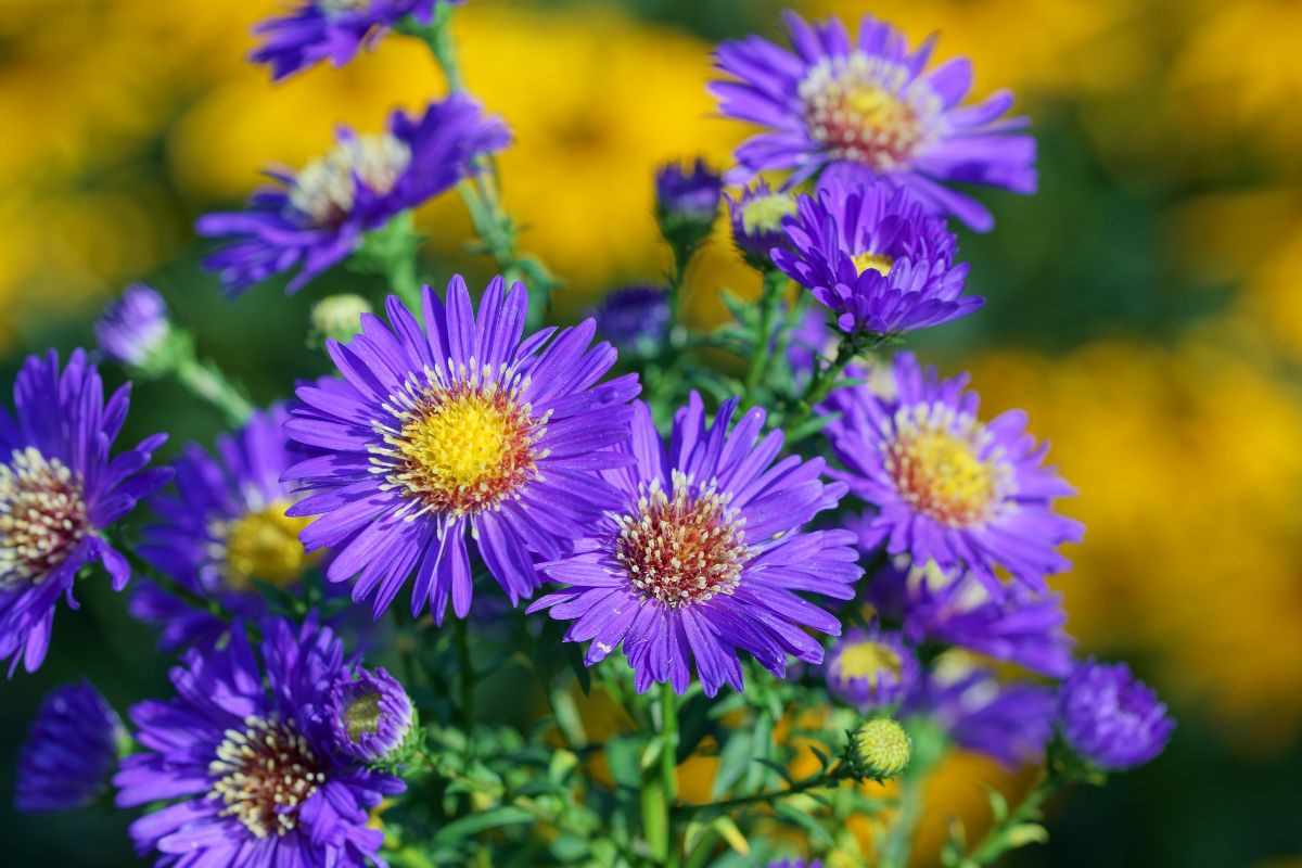 13 Best Purple Wildflowers California To Spot On Your Next Adventure