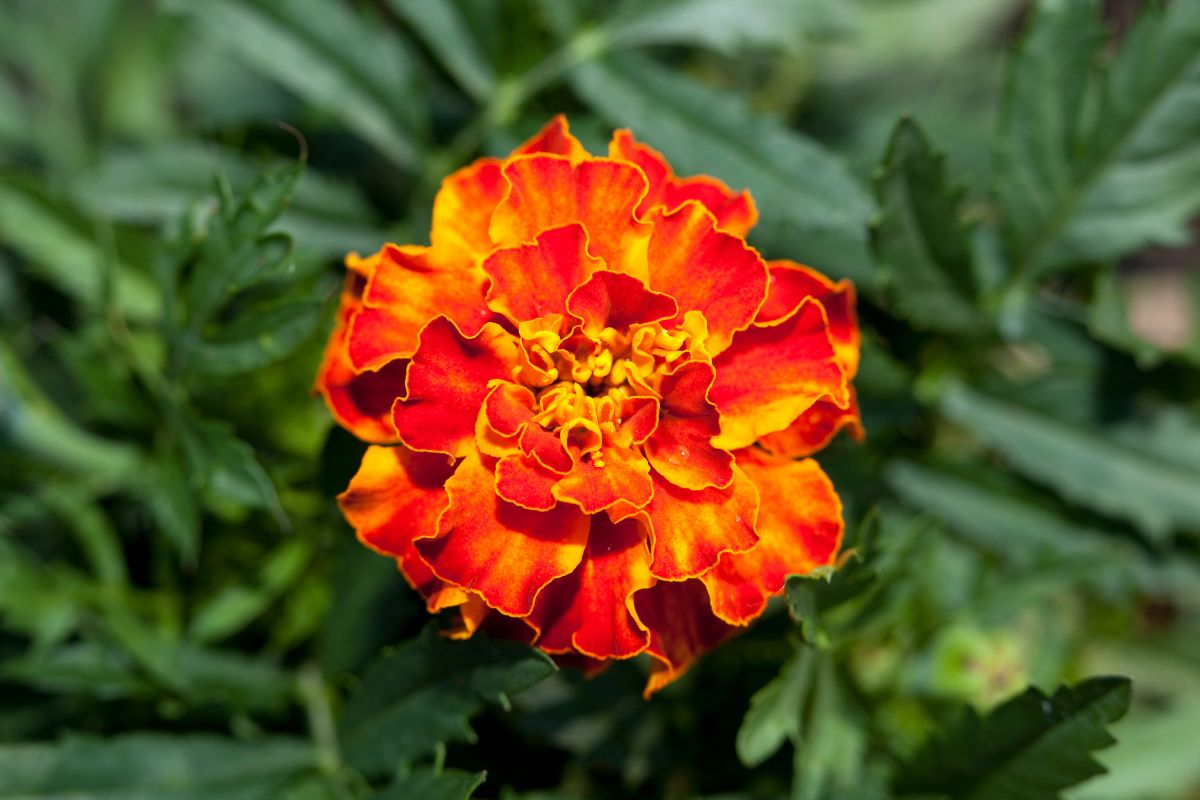 14 Beautiful Types Of Marigolds Flowers You May Not Have Seen