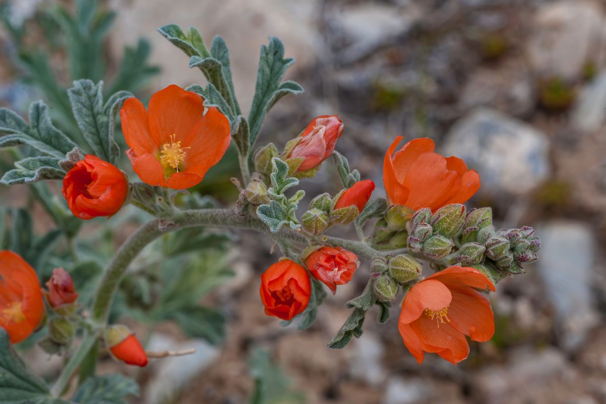 15 Best Death Valley Wildflowers To Spot On Your Next Adventure