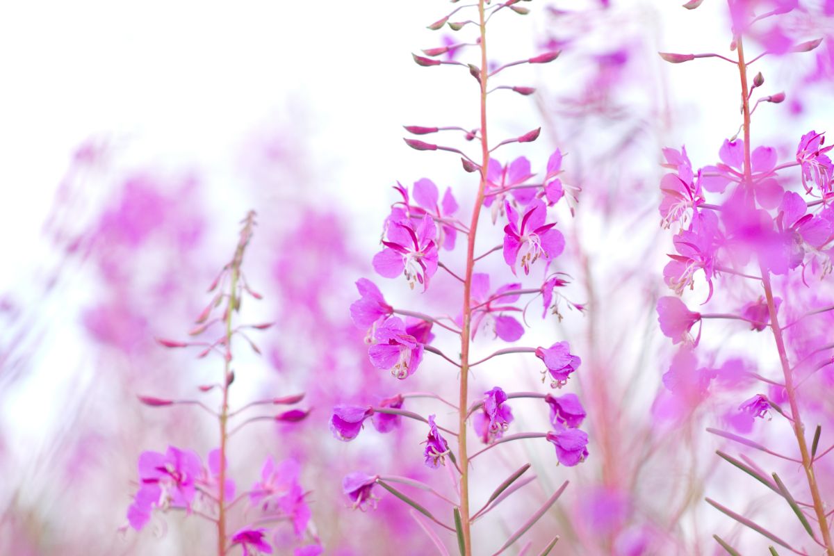 16 Best Wildflowers Pennington To Spot On Your Next Adventure
