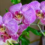 20 Types Of Indoor Orchids To Liven Up Your Home