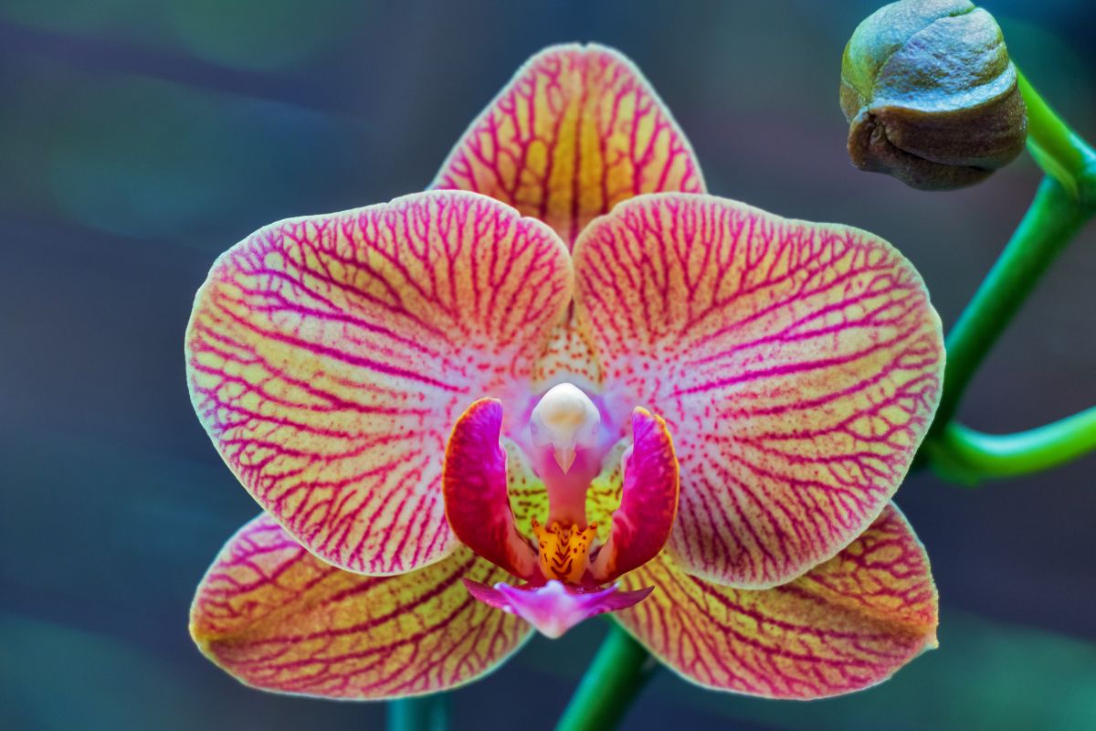 23 Beautiful Types Of Orchid Flowers You May Not Have Seen