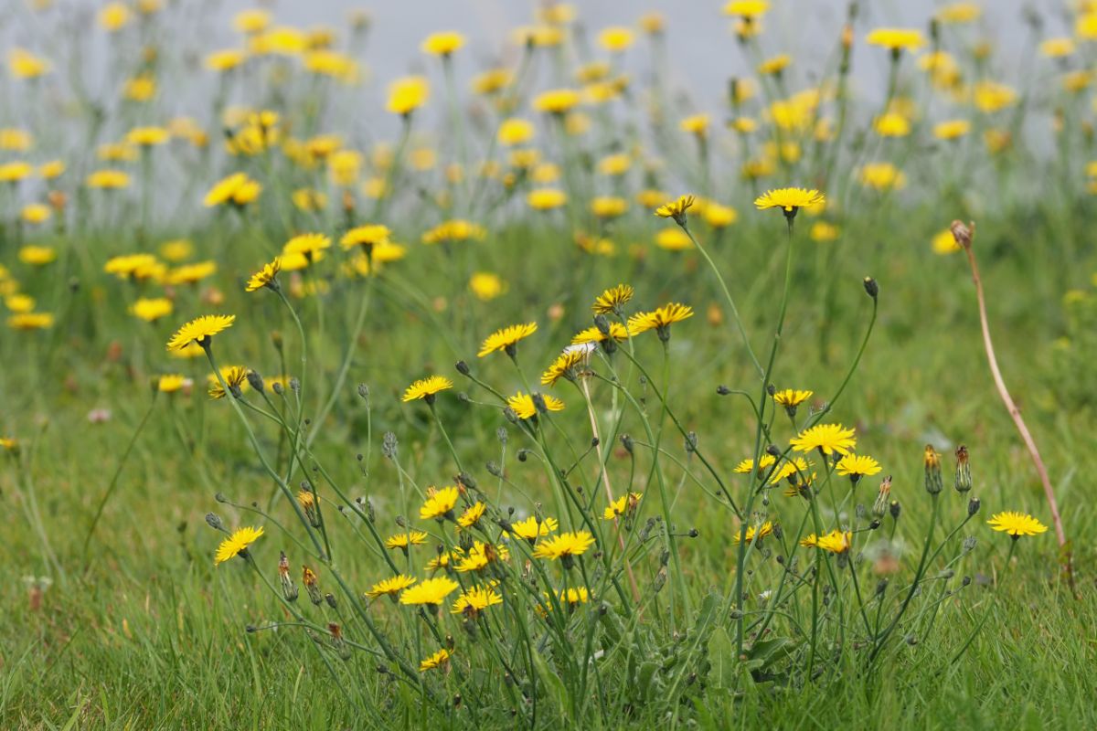 25 Best Irish Wildflowers To Spot On Your Next Adventure