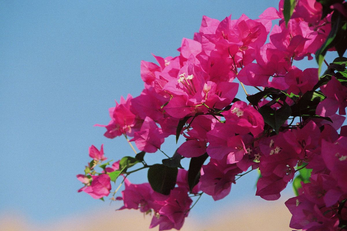 5 Easy Steps To Train Your Bougainvillea