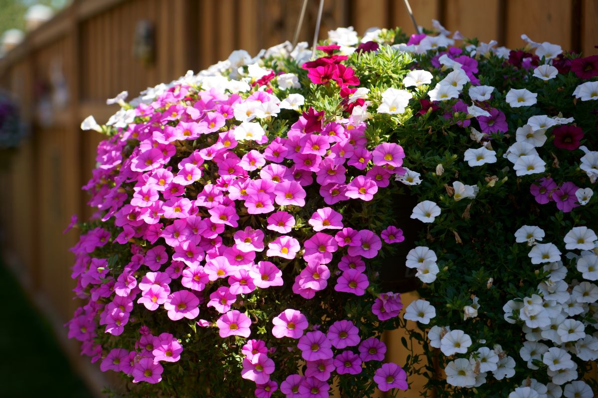 5 Particularly Pretty Cascading Plants & Flowers For Window Boxes