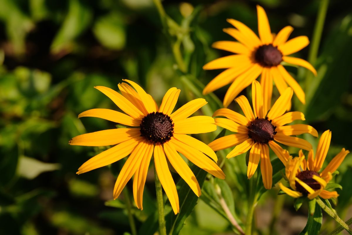 8 Amazing Flowers That Grow In Texas You Need In Your Life Right Now