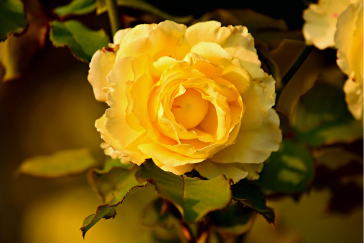 8 Reasons For Rose Leaves Turning Yellow And How To Stop It