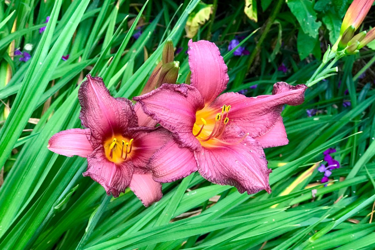 9 Absolutely Beautiful Pink Daylilies To Plant In Your Garden