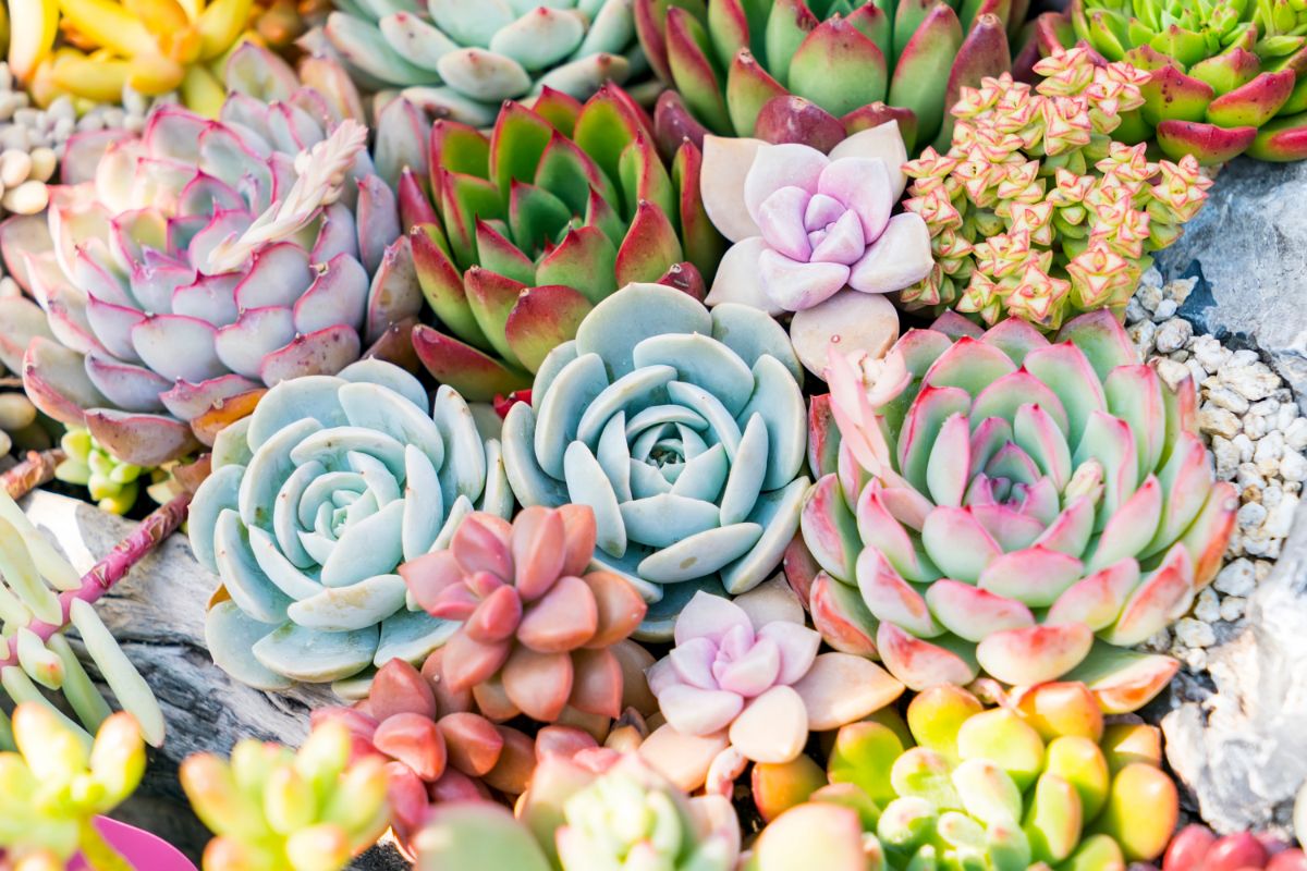 9 Beautiful Types Of Succulents With Flowers You May Not Have Seen