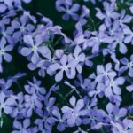 9 Stunning Blue Perennial Flowers for Your Garden