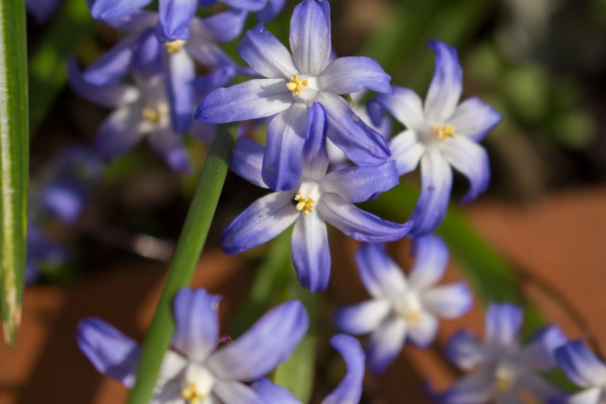9 Stunning Small Blue Flowers That Bloom In Early Spring That You Need To See