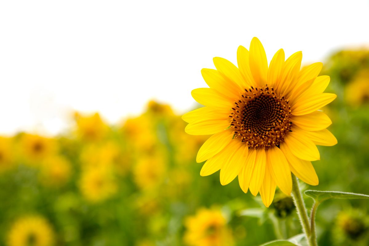 A Complete Guide On Identifying Sunflower Leaf Problems