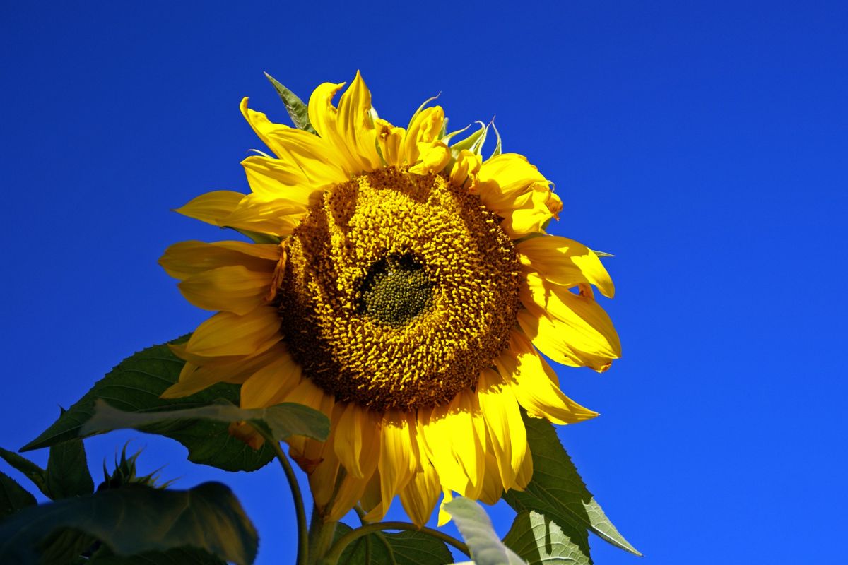 A Comprehensive Guide On How To Dry Sunflower Heads (1)