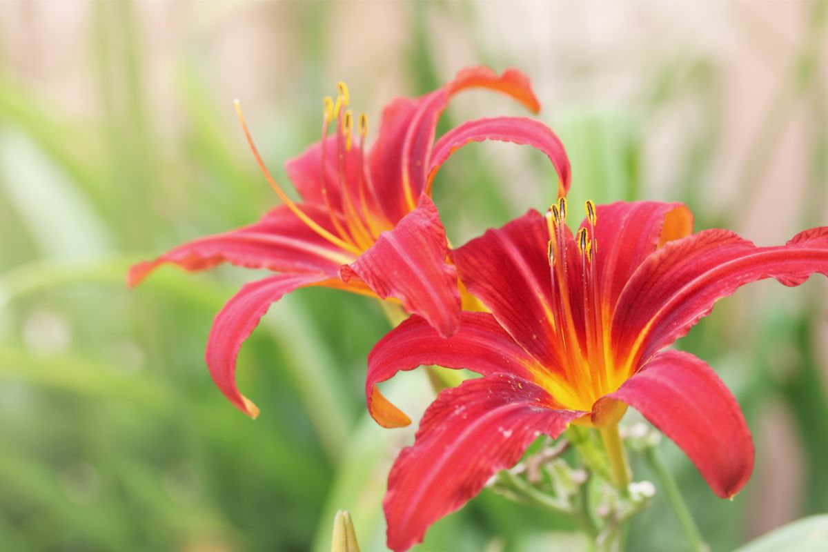 A Guide On How To Transplant Daylilies In The Garden (1)
