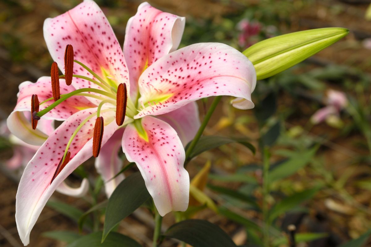 10 Amazing Flowers That Grow In Harsh Conditions You Need In Your Life Right Now