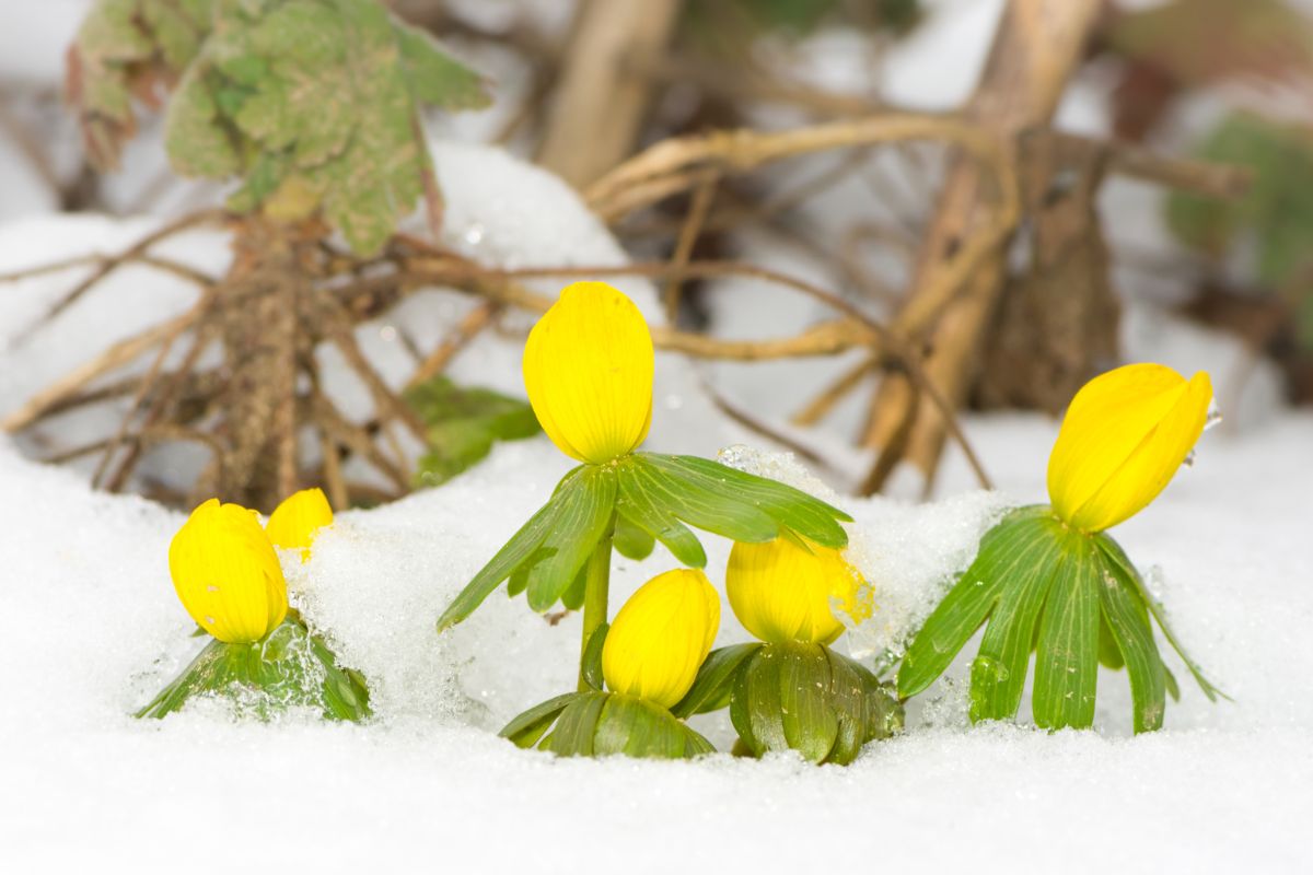 10 Amazing Flowers That Grow In Snow You Need In Your Life Right Now