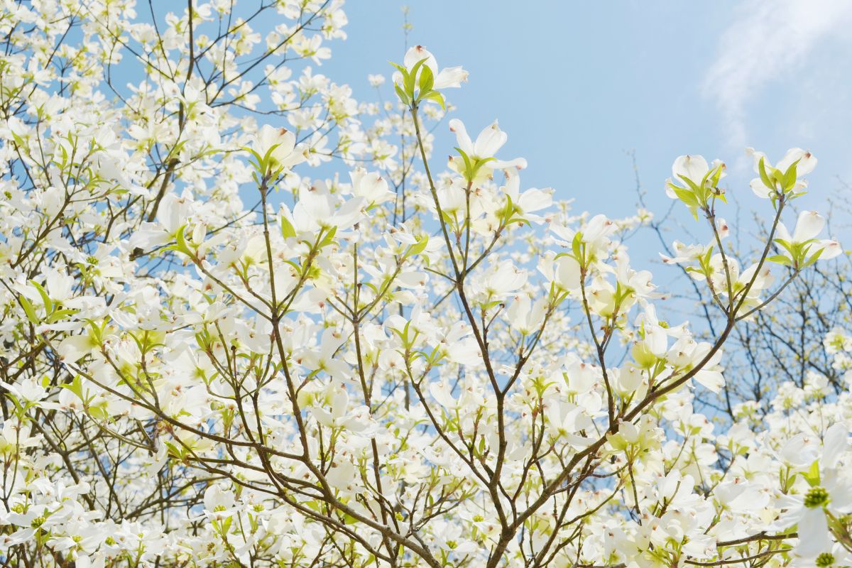 10 Amazing Flowers That Grow In Trees You Need To See