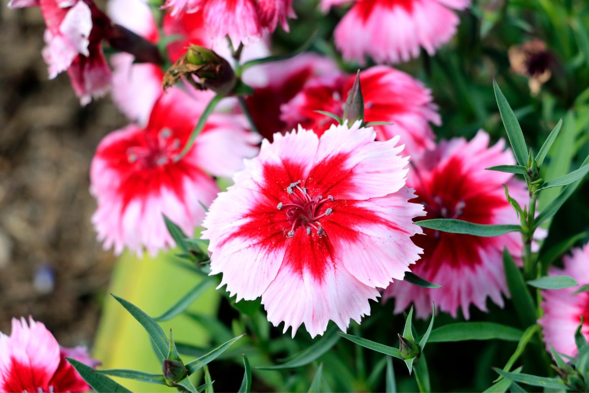 10 Beautiful Types Of Filler Flowers You May Not Have Seen