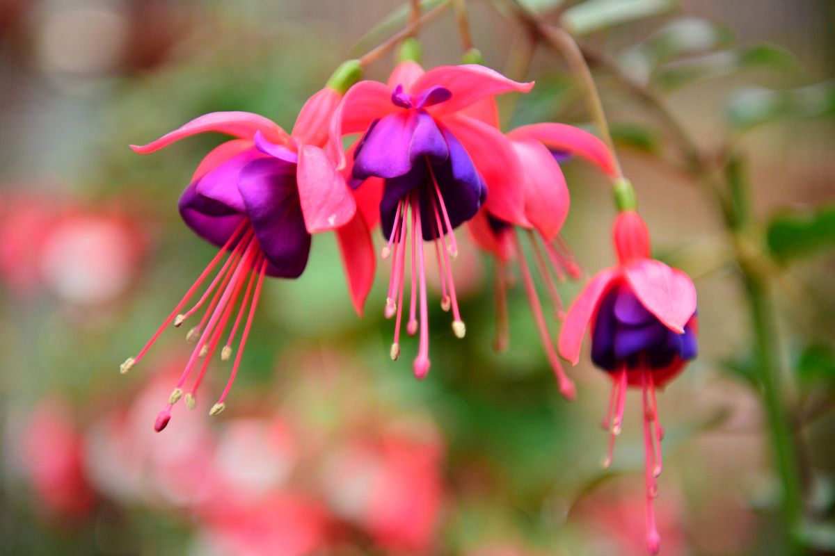 12 Beautiful Types Of Flowers For Hanging Baskets You May Not Have Seen