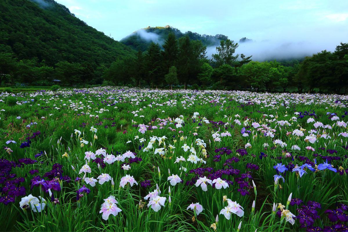 9 Beautiful Types Of Flowers In Japan You May Not Have Seen