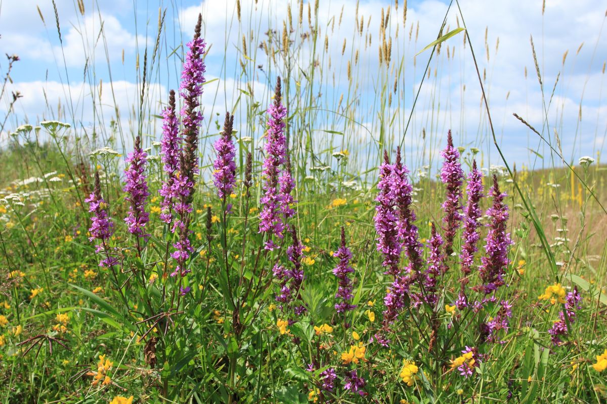 15 Best Purple Wildflowers In Virginia To Spot On Your Next Adventure