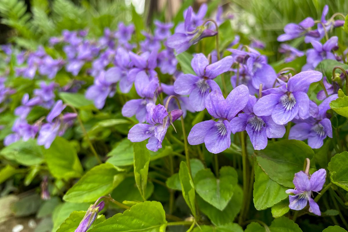 14 Best Purple Wildflowers Ohio To Spot On Your Next Adventure