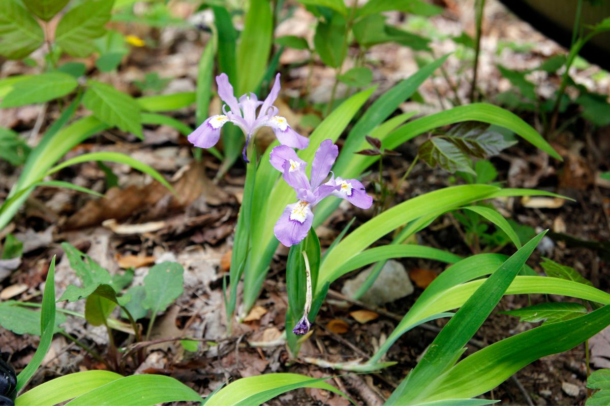14 Best Smoky Mountain Wildflowers To Spot On Your Next Adventure