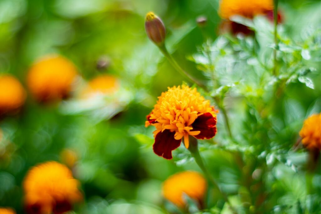 Best Sunflower Companion Plants - Marigolds