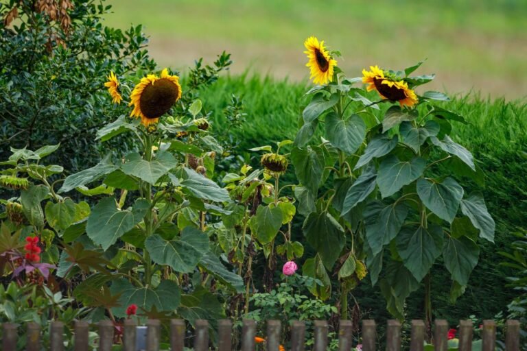 Best Sunflower Companion Plants With Tips Mich Wildflowers