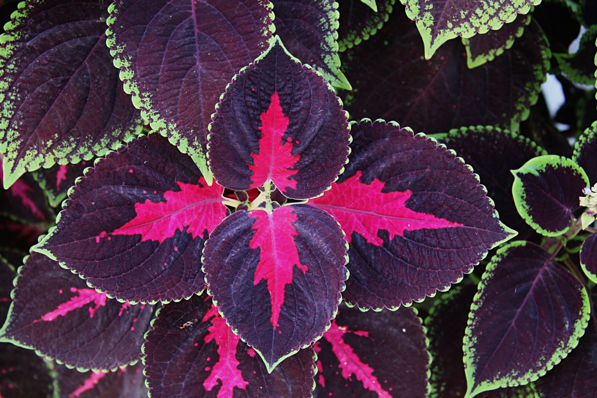 Coleus: Is It Annual Or Perennial? & Growing Tips