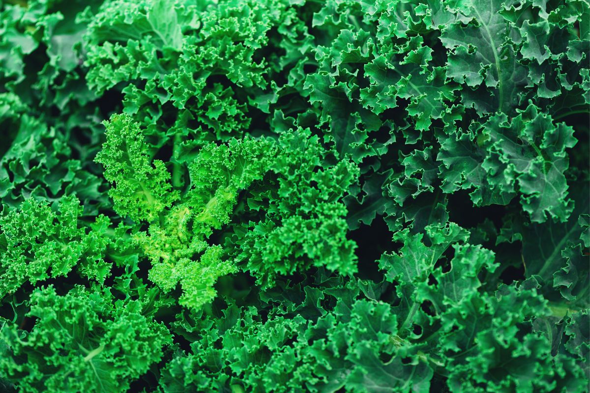 Companion Vegetables And Salads - Kale