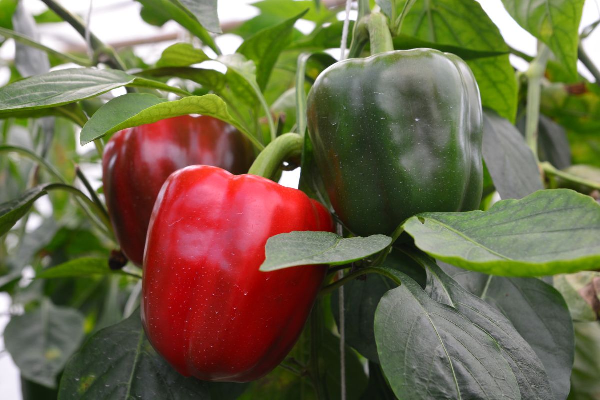 Companion Vegetables And Salads - Peppers