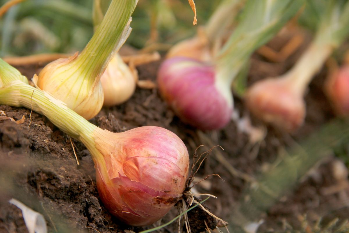 Companion Vegetables AndSalads - onion