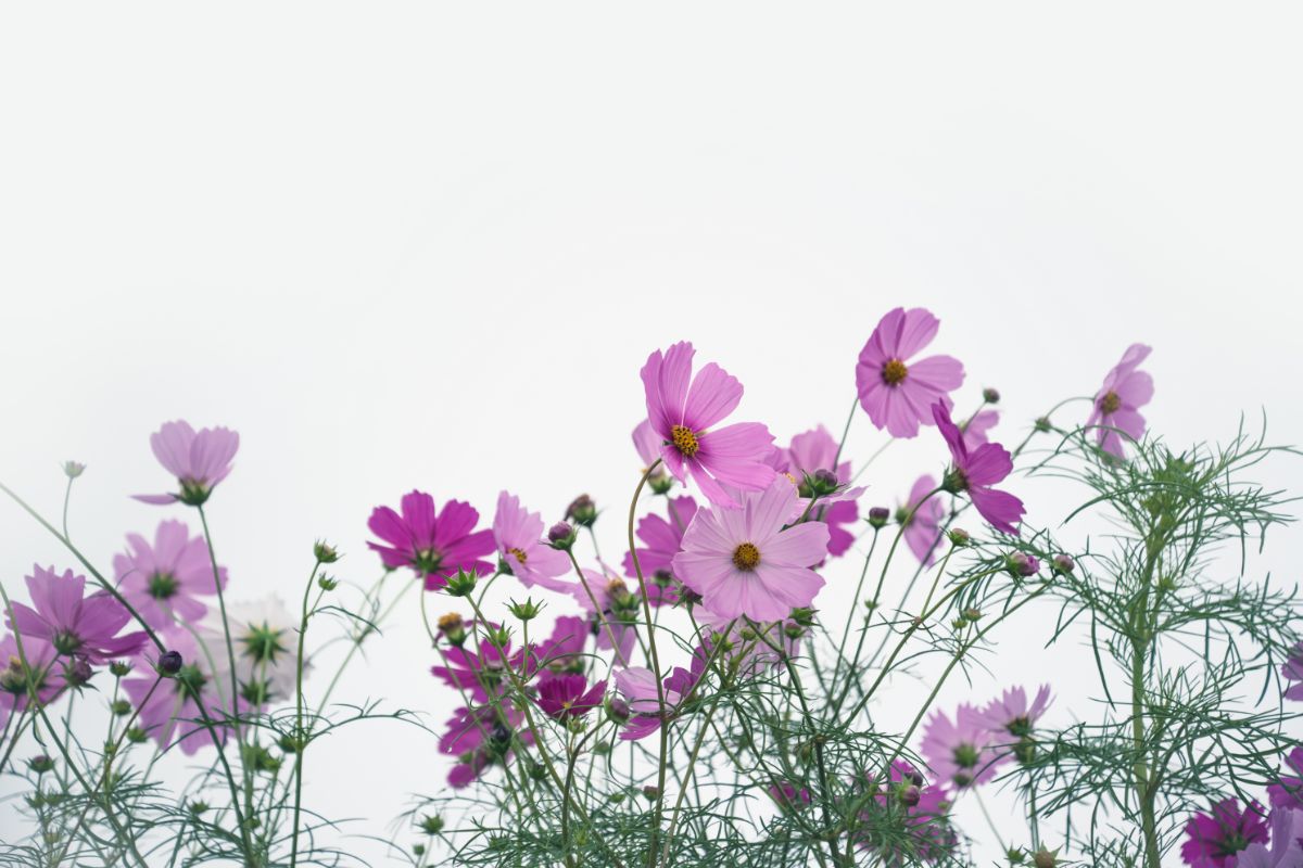 Cosmos Seeds - Growing Cosmos From Seed To Flower