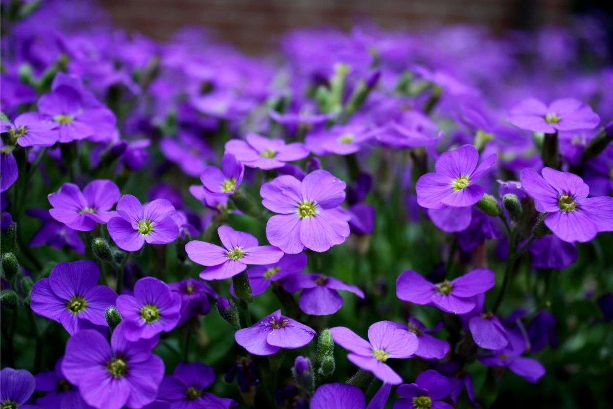 Early Spring Purple Flowers